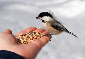 nourrir les oiseaux